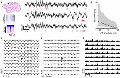 Selective Participation of Single Cortical Neurons in Neuronal Avalanches